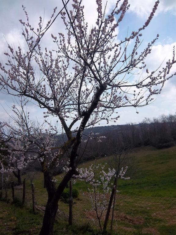 Agriturismo Norianino モンテメラノ エクステリア 写真